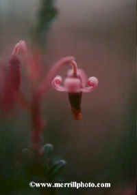 A cranberry blossom