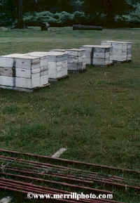 Bees in the Cranberry Bogs