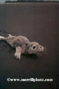 A seal pup, North Cove, WA