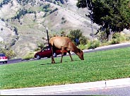 �����̓����V���I���݂����̂��������񂢂Ă������Ȃ�Ȃ̂��킩��Ȃ��B����MuleDeer