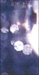 SHINE