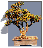 bonzai.gif (8311 bytes)