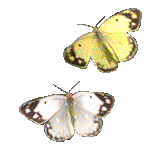 gbflies.gif (20498 bytes)