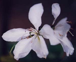 lily.jpg (8605 bytes)