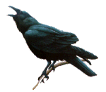 raven.gif (5479 bytes)