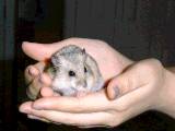 HAM