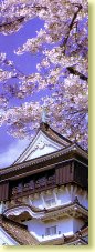 Kokura Castle in cherry blossom season