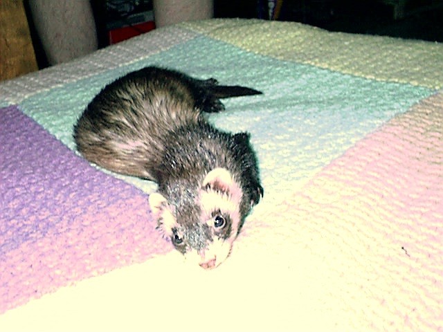 Nibbles