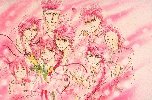 Pink-coloured pic of everyone around Miaka JPEG 76KB