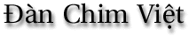 Dan Chim Viet