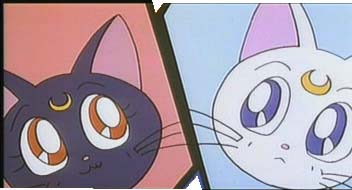 2 cats