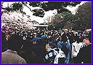 Ueno park's crowd