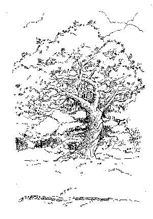 tree1.gif (6805 bytes)