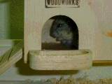 HAM's HOUSE
