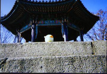 piyo_korea2.JPG (29069 バイト)