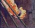 Clic here to see the picture (gokousblood.JPG)