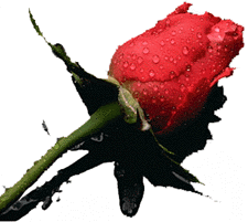 rose.gif (17364 bytes)