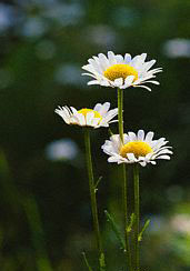 windflowers