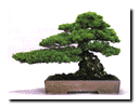 Bonsai