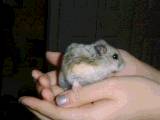 HAM