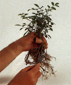 rot2