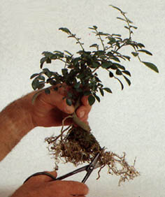 rot4