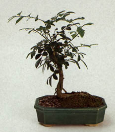 rot6