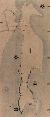 Mamiya