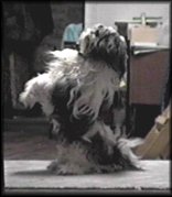 Times mascot