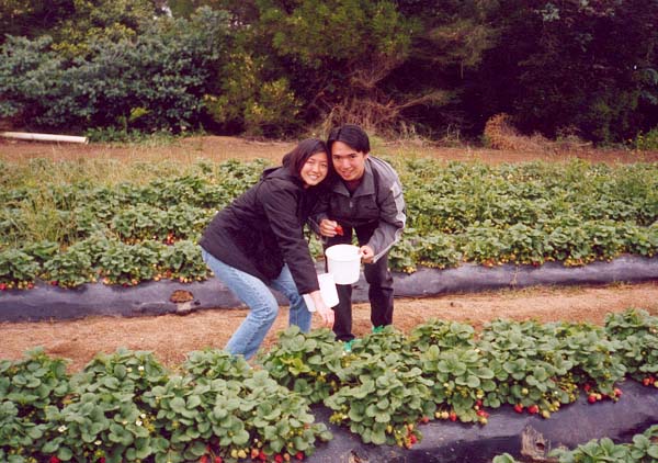 Strawberry picking at Sunny Ridge