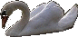 swan