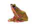 frog