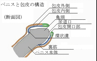 [fʐ}]