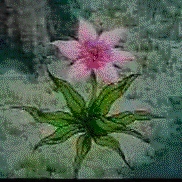 flower.jpg (33406 bytes)
