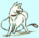 Soichiro al guinzaglio