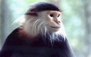 Monkey.jpg (12259 bytes)
