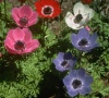 Anemone