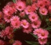 Aster