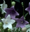 Balloon Flower