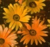 Daisy