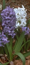 Hyacinth