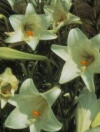 Lily