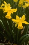 Narcissus