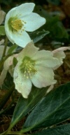 Christmas Rose