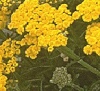 Yarrow