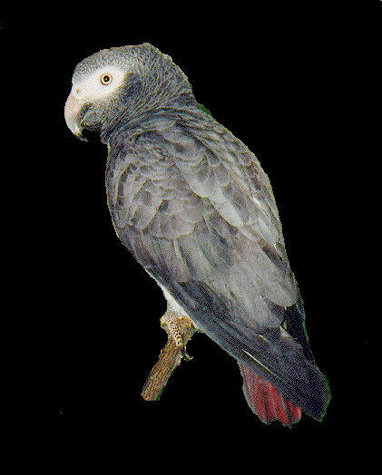 Psittacus erithacus timneh