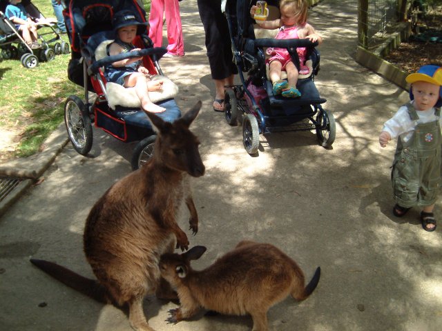 Lovely Kangaroo Baby