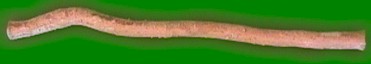 VR-willow.jpg (5550 bytes)