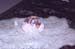 006-akane_infant_sheep_skin
