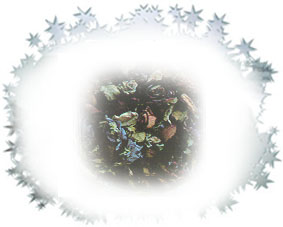 Winter Sleeping
